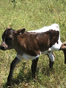 Unnamed Daisy Bull