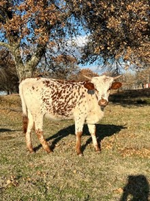 MR Spotty Dottie 